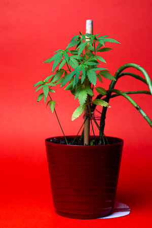a potted cannabis bush on a red backgroundの写真素材