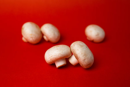 white mushroom mushrooms isolated on a red background.の写真素材
