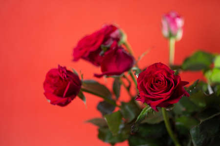 bouquet of flowers from red roses on a red background.の写真素材