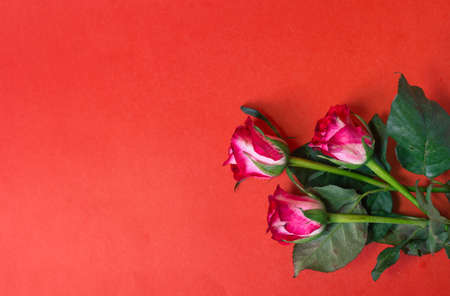 Three roses lie on a red background view from aboveの写真素材