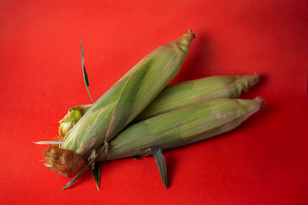 three ripe corn cobs in foliage on a red background.の写真素材