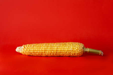 an ear of ripe corn, isolated on a red background.の写真素材