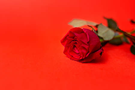 one red rose on a red background. copy spaceの写真素材