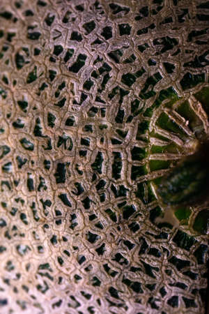 Texture of skin cantaloupe melon for the background.