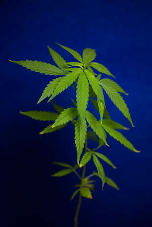 A Young Beautiful Cannabis Plant On A Blue Background With A Placeの写真素材