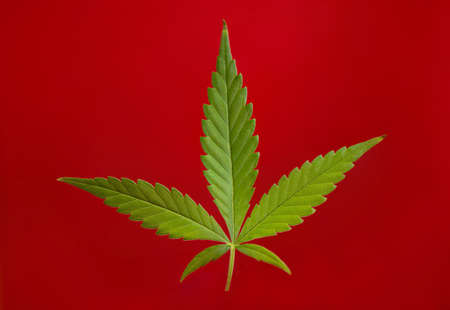 a fresh marijuana leaf on a red background. Bright background.の写真素材