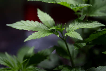 green cannabis bush close-up in the dark.の写真素材