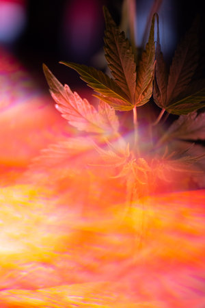 cannabis bush with leaves in bright light.の写真素材