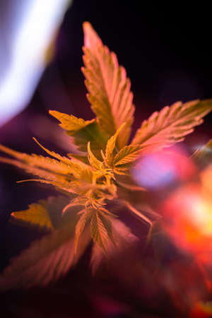 cannabis bush with leaves in bright light.の写真素材