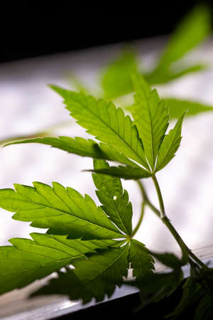 Growing cannabis. Marijuana green herb leaves.