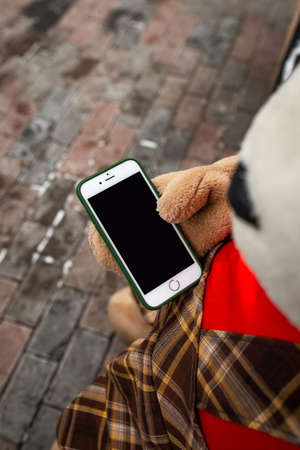 a smartphone in the paw of a toy bear.の写真素材