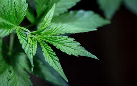 a green cannabis bush in a dark.の写真素材