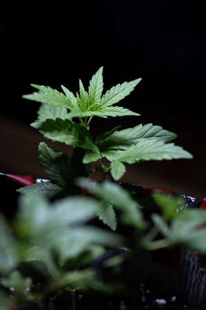 A green cannabis bush in a dark.