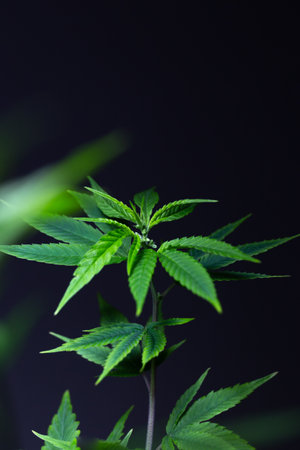 green medical cannabis bush on a dark background.の写真素材