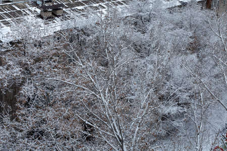 snow covered trees in and around the city.