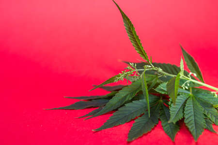 medical cannabis bush on a red background.の写真素材