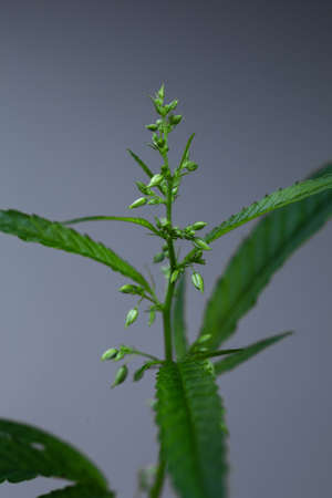 macro photo of male cannabis. medical marijuana bush.の写真素材