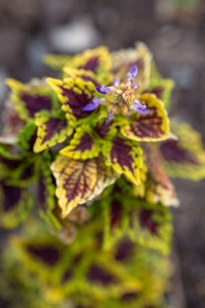 blooming coleus flower close-up on the open sky