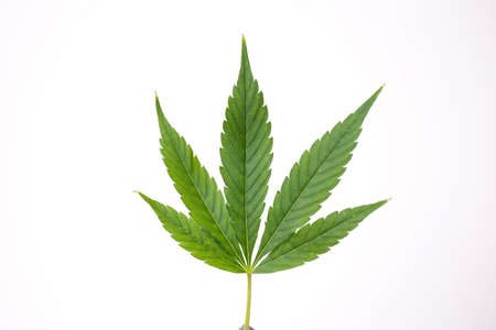 green medical cannabis leaf on a white background. marijuana close-up.の写真素材