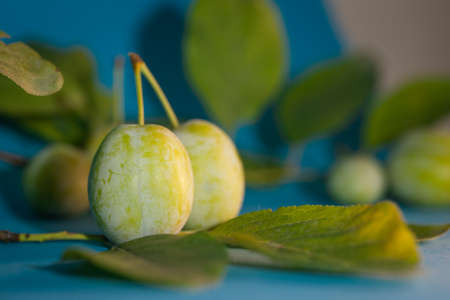 Green plumes on a blue background. a branch with leaves.