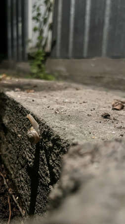 Close-up of a snail descending the wall at night.の写真素材