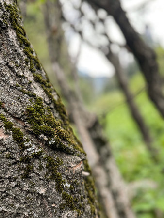 the texture of moss on a tree close-up on a summer day.