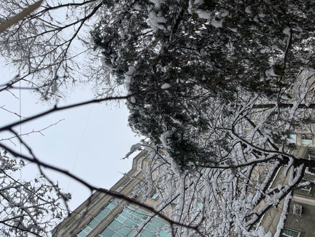 branches of winter trees in the snow.の写真素材