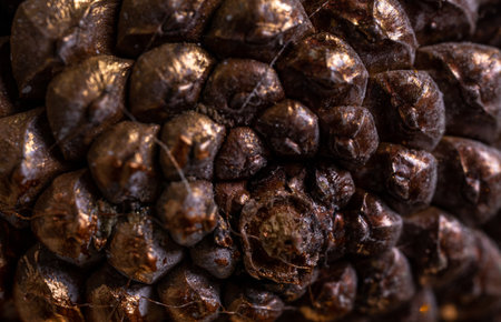 close-up of the texture of the cones.の写真素材
