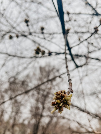 spring swollen bud of a tree in close-up. The smell of spring outside.の写真素材