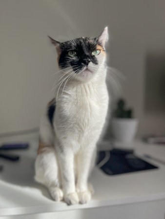 Calico cat with green eyes sits on white table. Unique coat pattern of white, orange, and black....