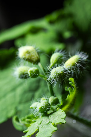 Delicate small white flower buds with hairs on the green stem of a plant with leavesの写真素材