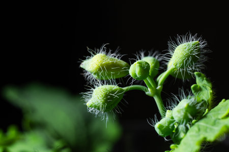 Several small, round, white flower buds covered in white hairs grow on a green plant stem with green leaves.の写真素材