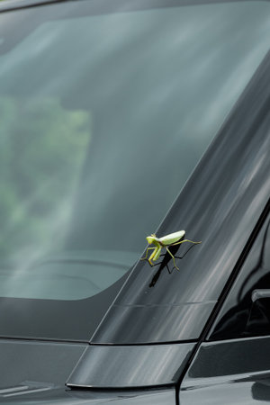 A close-up of a green mantis. A praying mantis on a car window.の写真素材