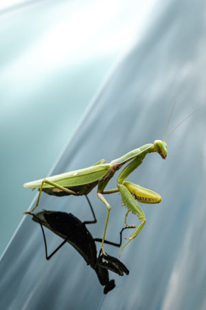 Close-up of a mantis on a shiny surface with a reflection on a summer day.の写真素材