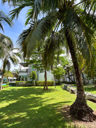 Palm trees at the recreation area in the morning in Thailand. High quality photoの写真素材
