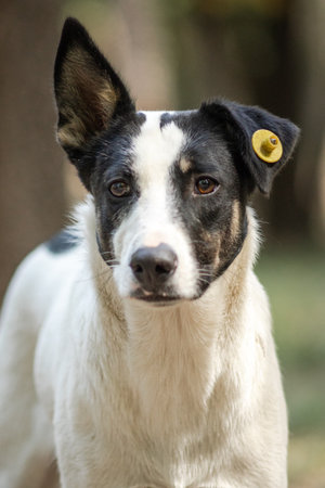 White dog with black face and yellow tag on ear looking at camera in park
