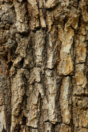 Close-up of tree bark with deep cracks and relief. Natural texture of old tree under natural light.
