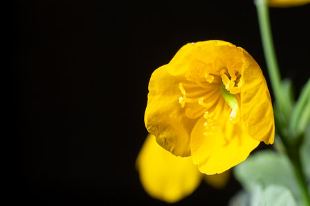 Fine hairs on buds and vibrant petals against black. Captures natures fragile beauty. Perfect for book covers and design projects.の写真素材