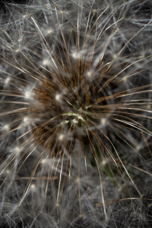 Ultra-macro of dandelions delicate filaments. Evokes fragility and infinity - perfect for art...