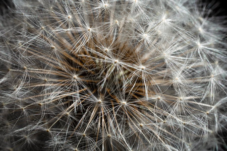 Ultra-macro of dandelions delicate filaments. Evokes fragility and infinity - perfect for art...