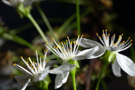 Detailed view of stamens on a white cherry blossom. Highlights natures fragility and complexity -...