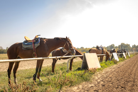 Calm brown horses with riding tack resting near a rural fence.の写真素材