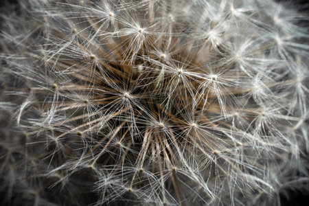 Intricate natural texture of a mature dandelion ready to disperse, ideal for botanical, wellness or...