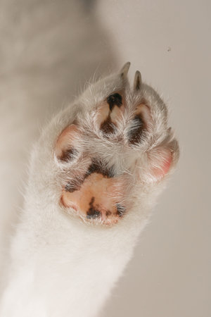 Close-up of white cats paw with extended claws on light background.の写真素材
