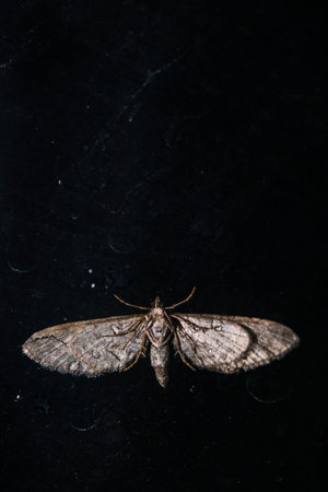A striking macro photograph capturing a grey night moth with spread wings resting on a dark glossy surface