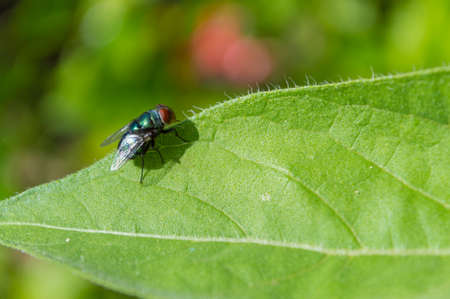 Flies with natureの写真素材