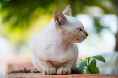 cat in templeの写真素材