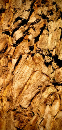 dry tree barkの写真素材