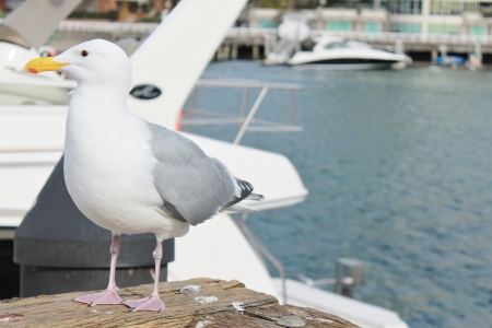 One seagull close-up 