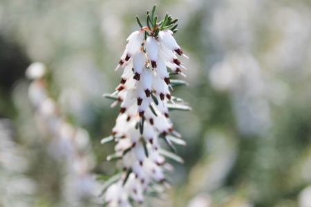 White flower at the garden in spring 